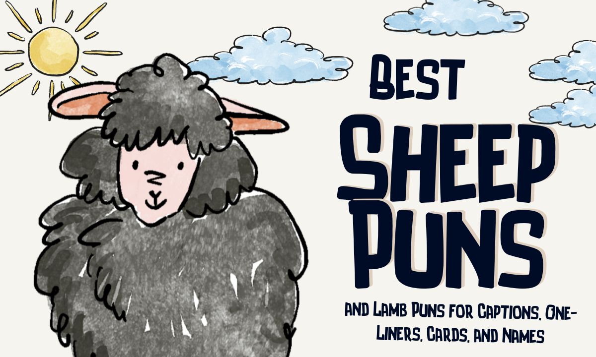 best-sheep-puns-and-lamb-puns-for-captions-one-liners-cards-and-names