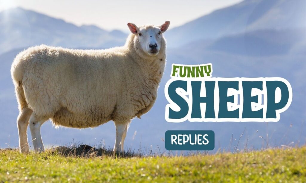 funny-sheep-replies