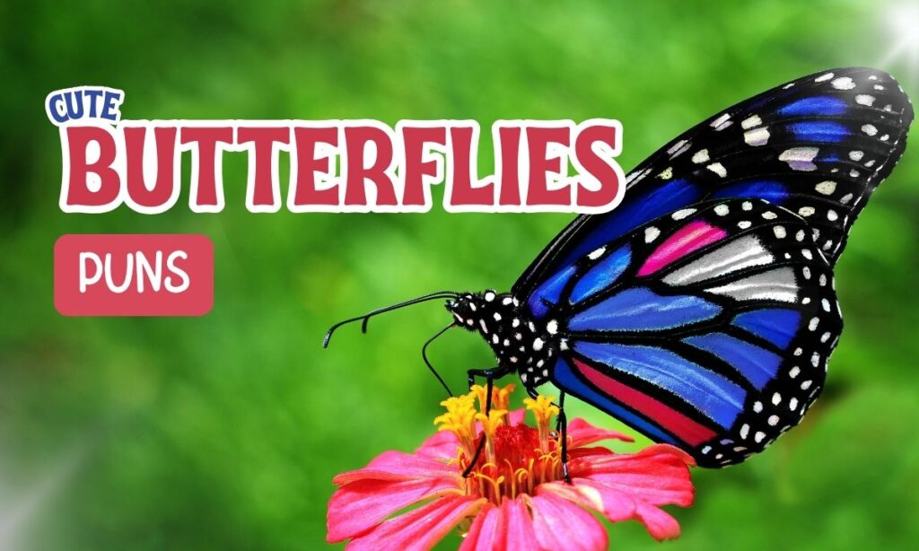 Butterfly Puns
